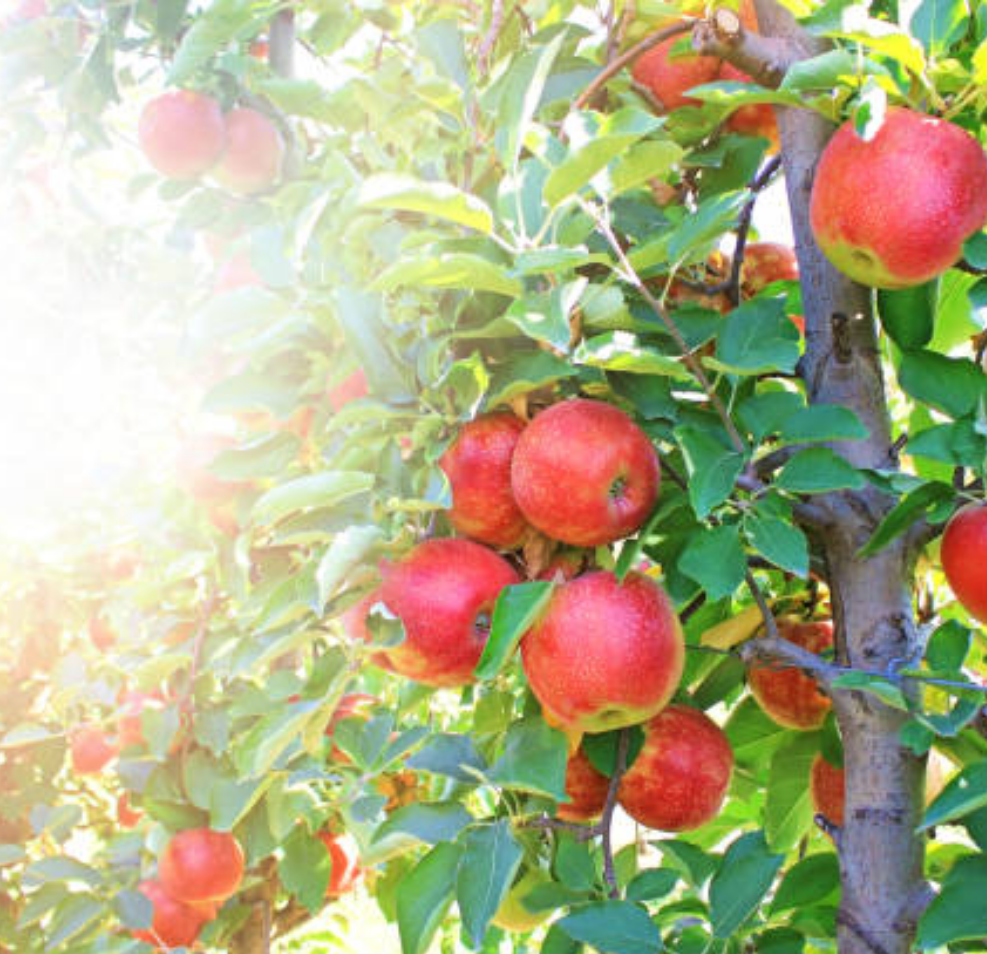 Apple Orchard Wood Wick Candle