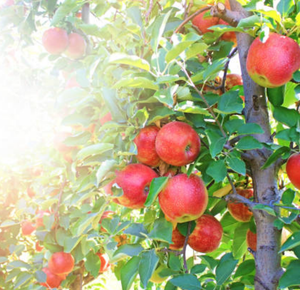 Apple Orchard Wood Wick Candle