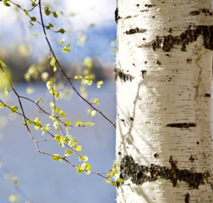 Cracklin' Birch Wood Wick